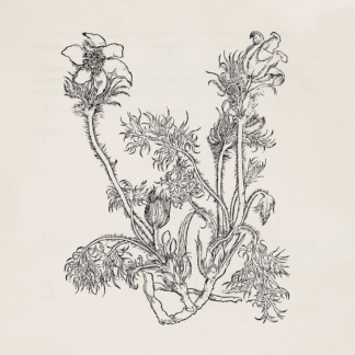 CHEVAL DE FRISE Fresques Sur Les Parois Secrètes Du Crâne - Vinyl LP (white)